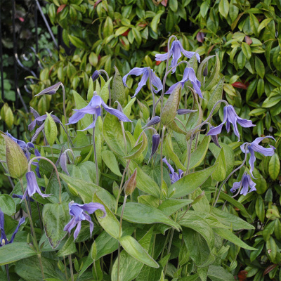 Клематис "Violet Lampion (Orion)"