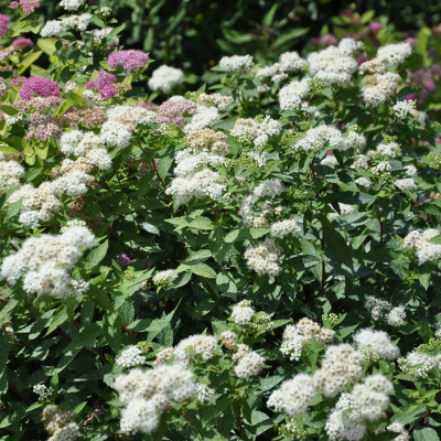 Спирея японская "Albiflora"