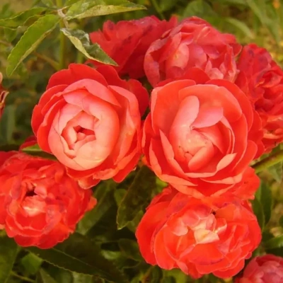 Роза "Orange Morsdag"
