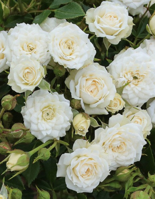 Роза "White Jem"