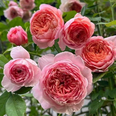 Роза "William Morris"