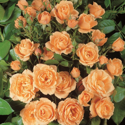 Роза "Apricot Clementine"