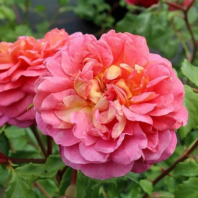 Роза "Christopher Marlowe"